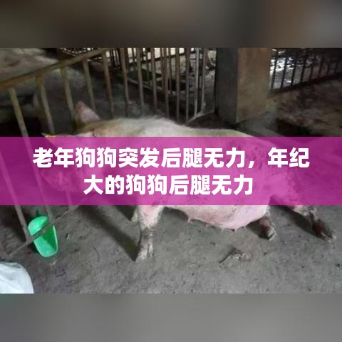 老年狗狗突发后腿无力，年纪大的狗狗后腿无力 