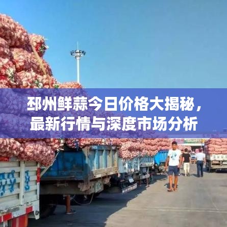 邳州鲜蒜今日价格大揭秘，最新行情与深度市场分析