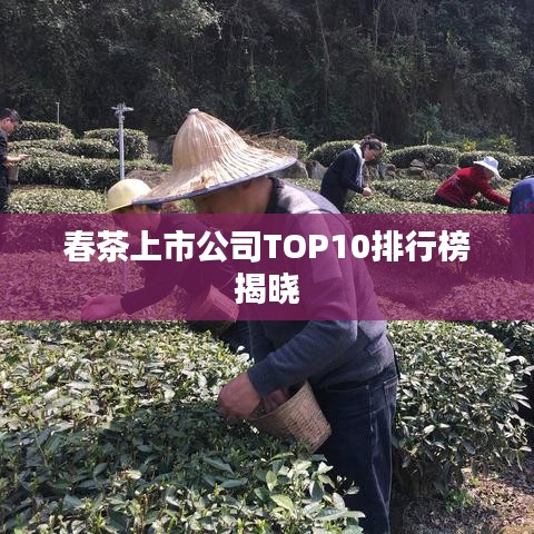 春茶上市公司TOP10排行榜揭晓