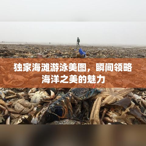 独家海滩游泳美图，瞬间领略海洋之美的魅力