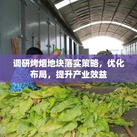 调研烤烟地块落实策略，优化布局，提升产业效益