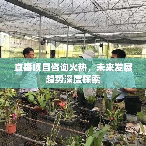 直播项目咨询火热，未来发展趋势深度探索