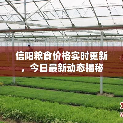 信阳粮食价格实时更新，今日最新动态揭秘