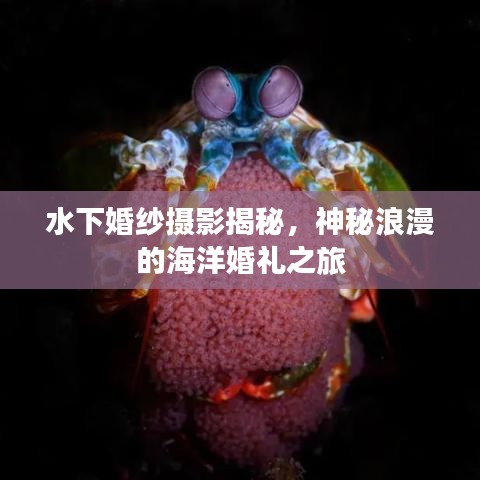 水下婚纱摄影揭秘，神秘浪漫的海洋婚礼之旅