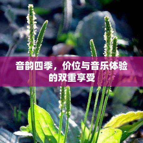 音韵四季，价位与音乐体验的双重享受