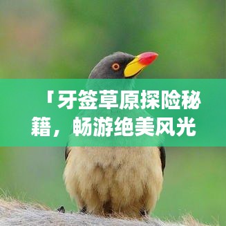 「牙签草原探险秘籍，畅游绝美风光，一次玩遍草原精华！」