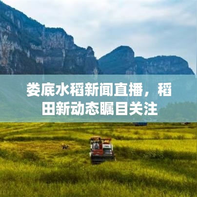 娄底水稻新闻直播，稻田新动态瞩目关注