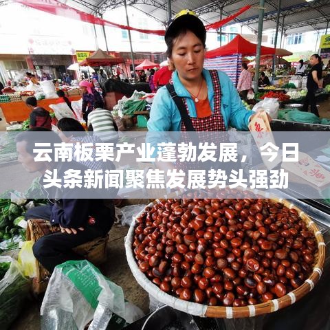 云南板栗产业蓬勃发展，今日头条新闻聚焦发展势头强劲