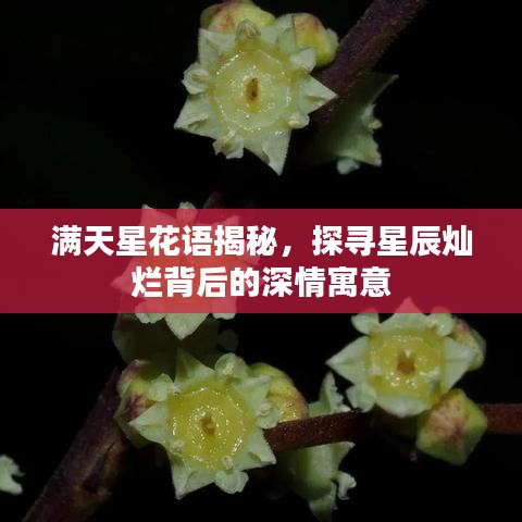 满天星花语揭秘，探寻星辰灿烂背后的深情寓意