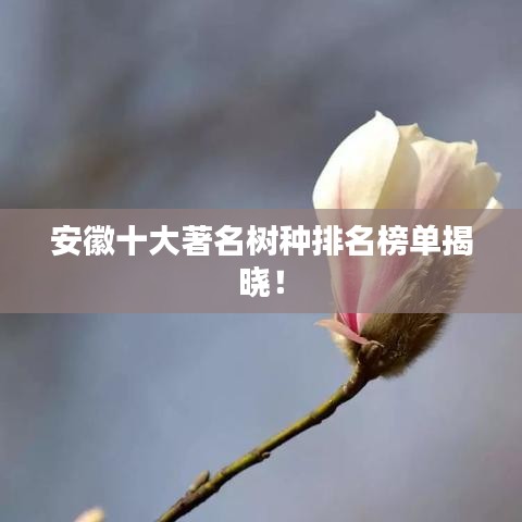 安徽十大著名树种排名榜单揭晓！
