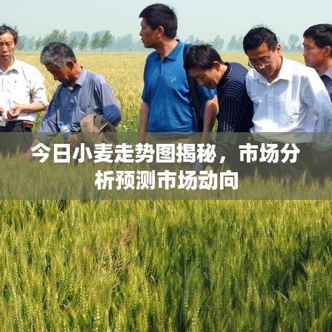 今日小麦走势图揭秘，市场分析预测市场动向