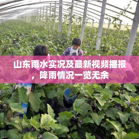 山东雨水实况及最新视频播报，降雨情况一览无余