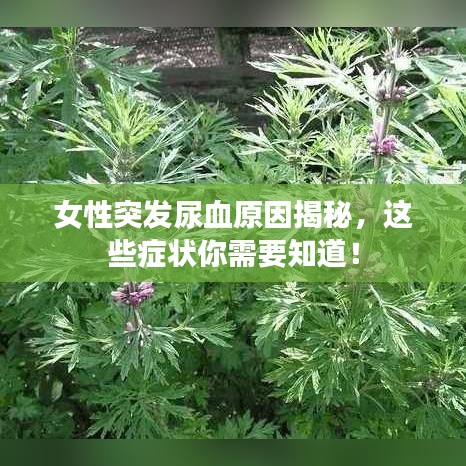 女性突发尿血原因揭秘，这些症状你需要知道！