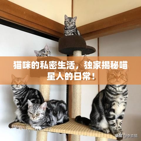 猫咪的私密生活，独家揭秘喵星人的日常！